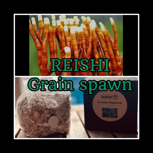 Organic Reishi Mushroom Spawn - Ready to Grow Mushroom cultivation