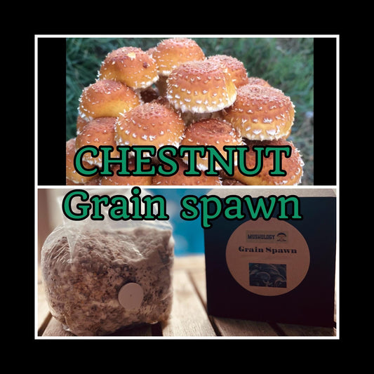 Chestnut Grain Spawn mushroom - Ready-to-Use for Mushroom Farming & Indoor Cultivation mushroom spawn