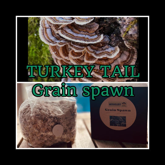 Fully Colonized Mushroom Spawn - Turkey Tail Strain for DIY Cultivation- Grow Mushrooms indoors