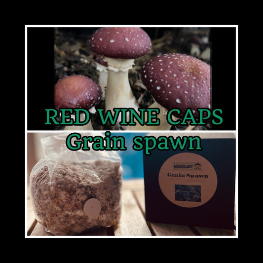 Premium Red Wine cap Mushroom Grain Spawn  for Growing Mushrooms at home
