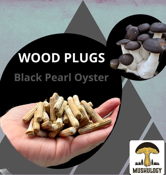 Black Pearl Oyster Wood Plugs - Mushroom Cultivation Supplies (100 Units)