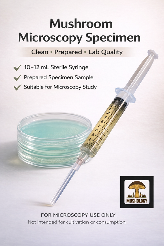 Blue Meanies  (10 cc) Mushroom Liquid Culture