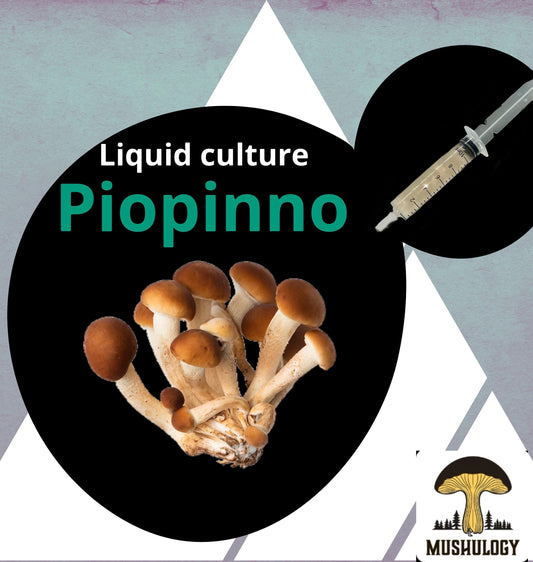 Organic piopinno Mushroom Liquid Culture for Grain Spawn Inoculation- Grow mushrooms indoors