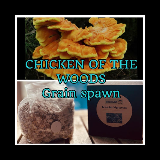 Fully Colonized Mushroom Spawn - Chicken of the Woods Strain for DIY Cultivation- Grow Mushrooms indoors or outdoors