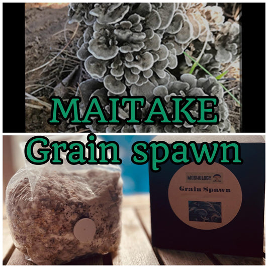 Maitake Grain Spawn mushroom - Ready-to-Use for Mushroom Farming & Indoor Cultivation mushroom spawn