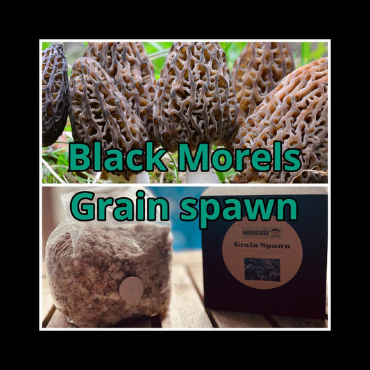 Premium Black Morel Mushroom Grain Spawn  for Growing Mushrooms at home
