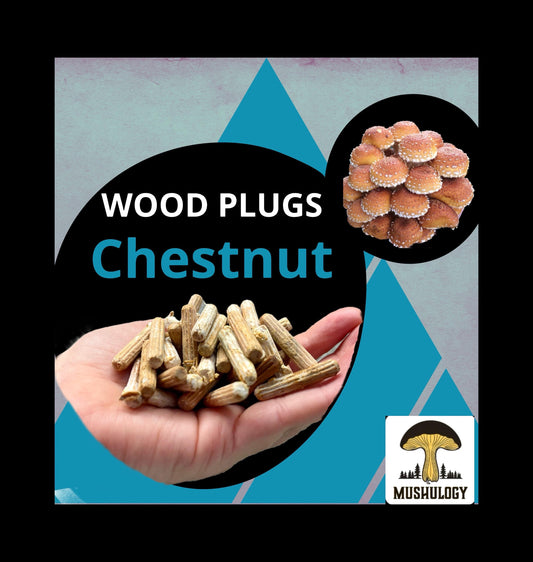 Log Inoculation Kit - 100 Chestnut Wood Plugs for Mushroom Cultivation . Chestnut mushroom