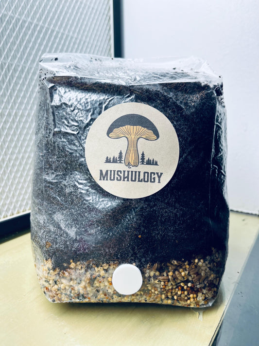 Mushroom All-in-One CVG Mushroom Grow Bag Kit - Grow Your Own Fungi Easily DIY Mushroom setup -Gift for gardeners