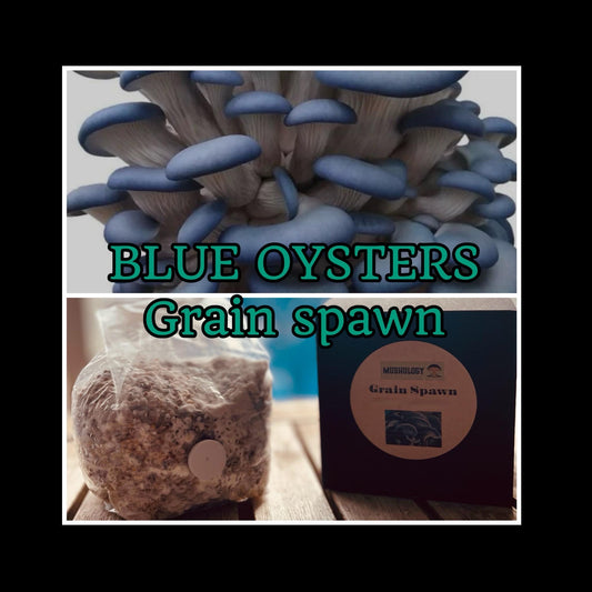 Premium Blue Oyster Mushroom Grain Spawn  for Growing Mushrooms at home