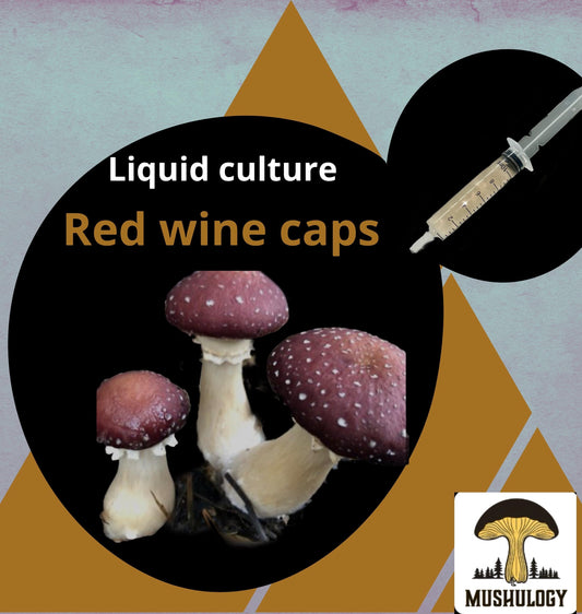 Organic Red wine caps Mushroom Liquid Culture for Grain Spawn Inoculation- Grow mushrooms indoors