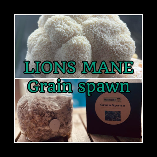 Lions mane Grain Spawn mushroom - Ready-to-Use for Mushroom Farming & Indoor Cultivation mushroom spawn
