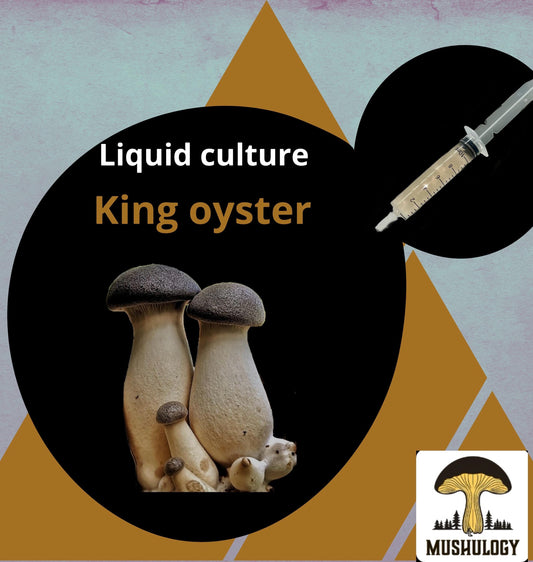 Organic King Oyster Mushroom Liquid Culture for Grain Spawn Inoculation- Grow mushrooms indoors