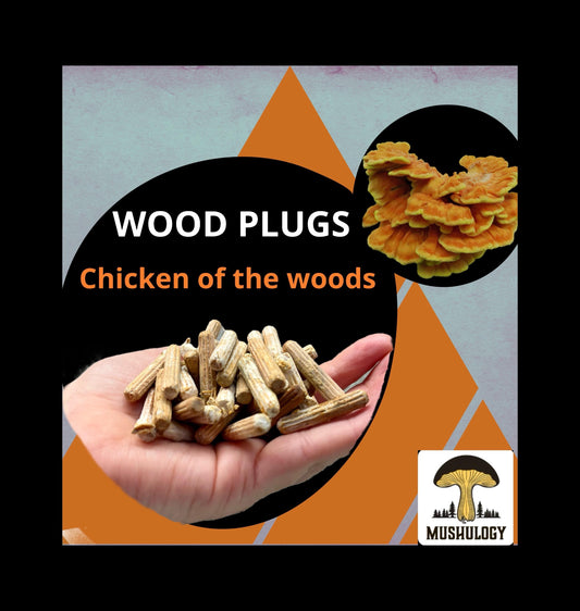 Log Inoculation Kit - 100 Chicken of the  Woods Plugs for Mushroom Cultivation . Chicken of the woods mushroom