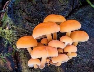 Enoki Wood Plugs - Mushroom Cultivation Supplies (100 Units)