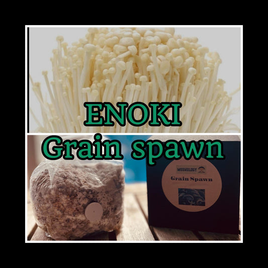 Organic White Enoki Grain Spawn for Mushroom Cultivation Easy Grow mushrooms at home