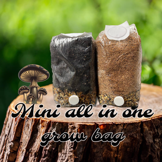 Small All-in-One Mushroom Growing Kit -  + Liquid Culture Syringe