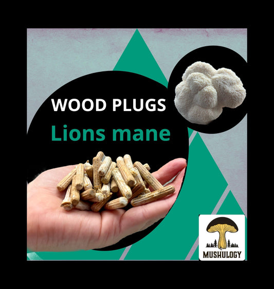 Lions Mane Wood Plugs - Mushroom Cultivation Supplies (100 Units)