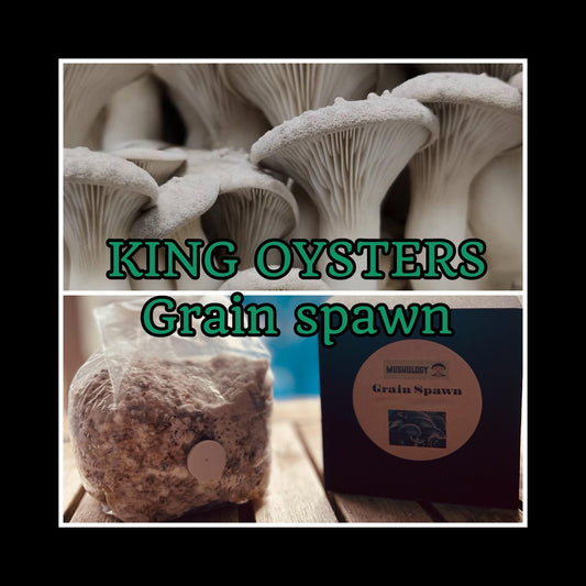 Organic King Oyster Mushroom Spawn - Ready to Grow mushroom cultivation