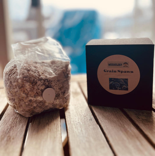 Premium Red Wine cap Mushroom Grain Spawn  for Growing Mushrooms at home