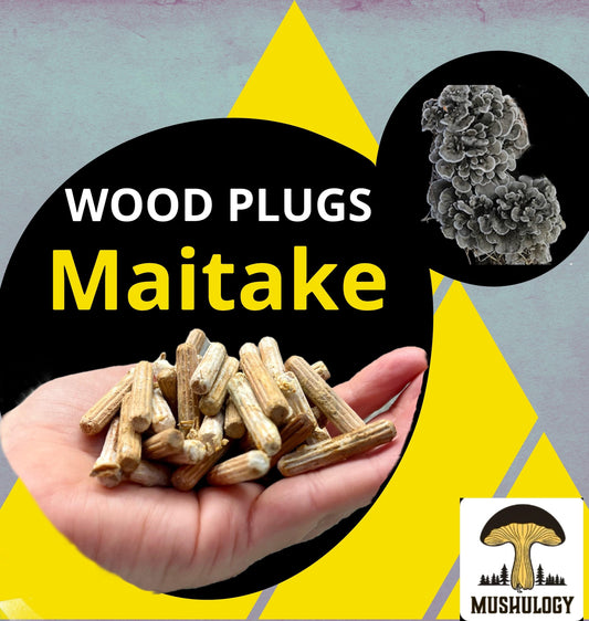 Maitake Wood Plugs - Mushroom Cultivation Supplies (100 Units)