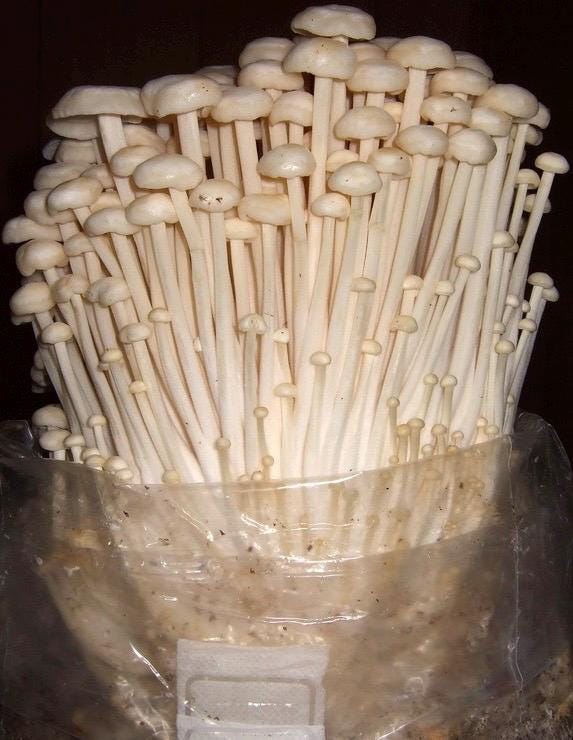 Organic White Enoki Grain Spawn for Mushroom Cultivation Easy Grow mushrooms at home