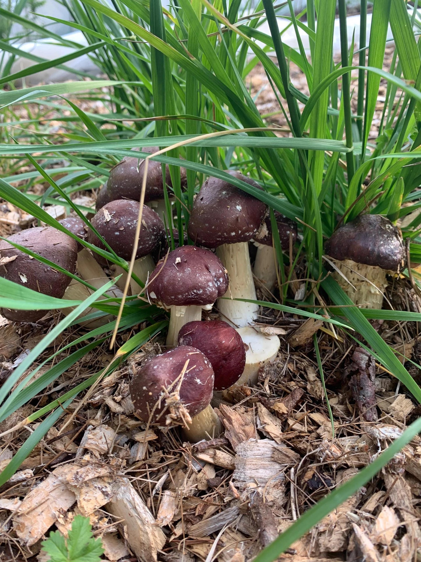 Premium Red Wine cap Mushroom Grain Spawn  for Growing Mushrooms at home