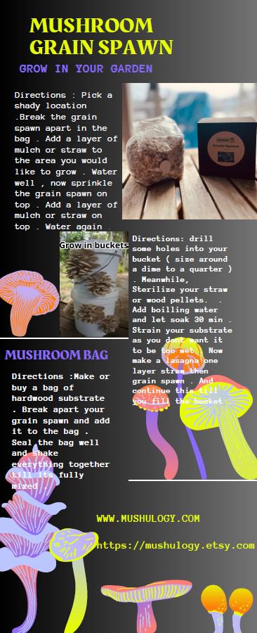 Organic Reishi Mushroom Spawn - Ready to Grow Mushroom cultivation