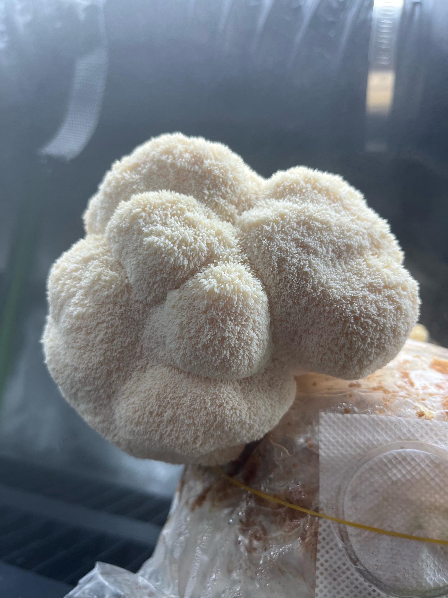 Organic Lions Mane Mushroom Liquid Culture for Grain Spawn Inoculation- Grow mushrooms indoors