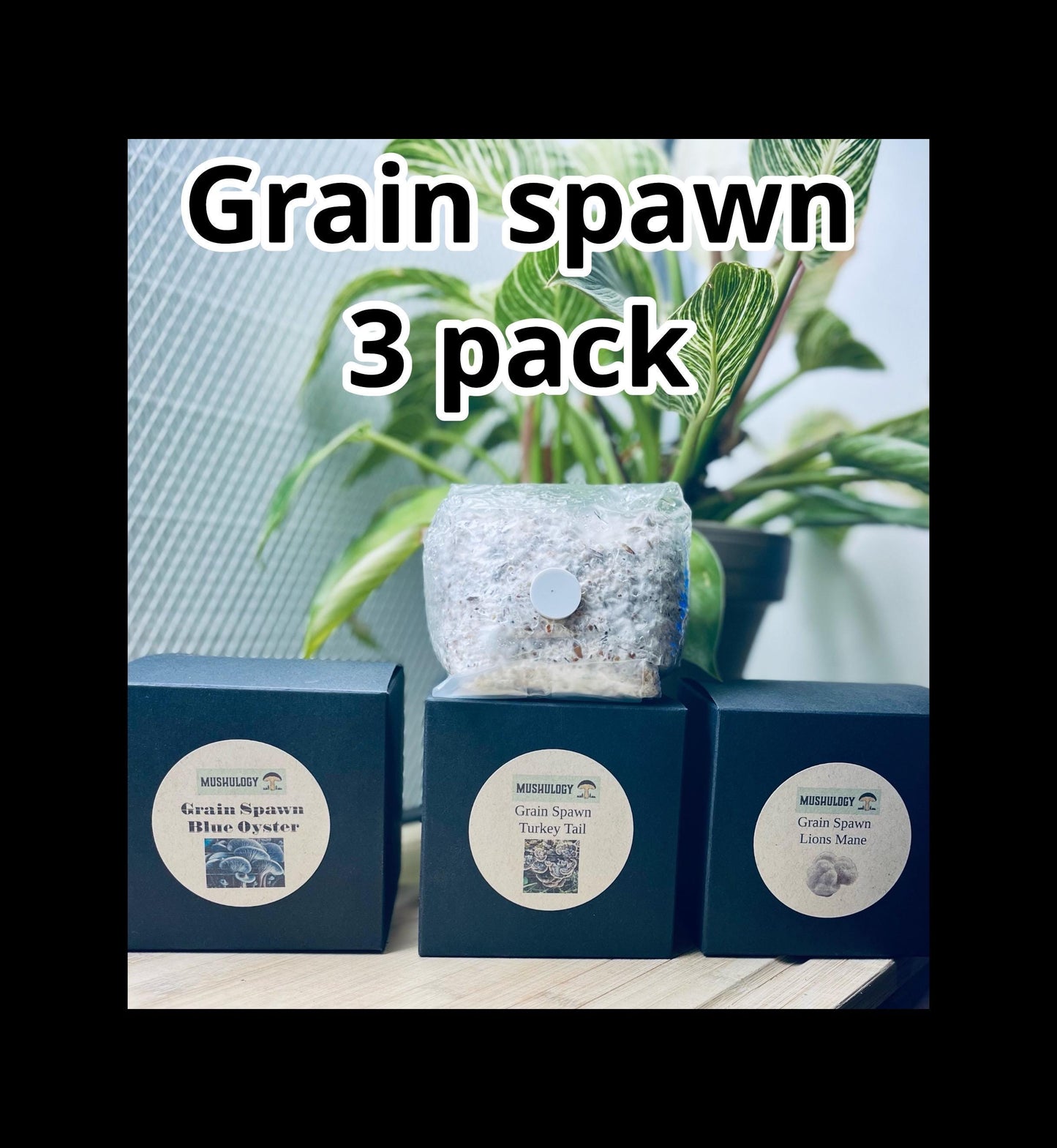 3 pack Colonized grain spawn