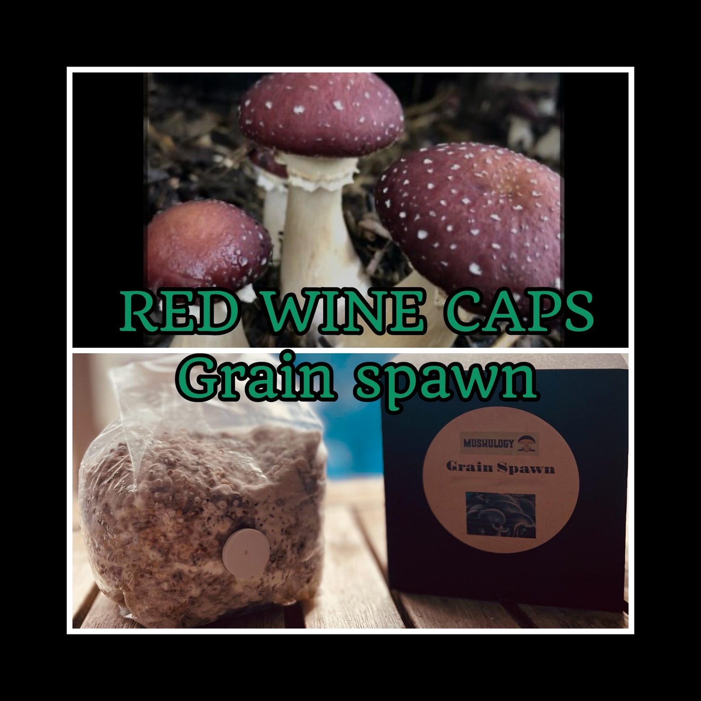 Premium Red Wine cap Mushroom Grain Spawn  for Growing Mushrooms at home