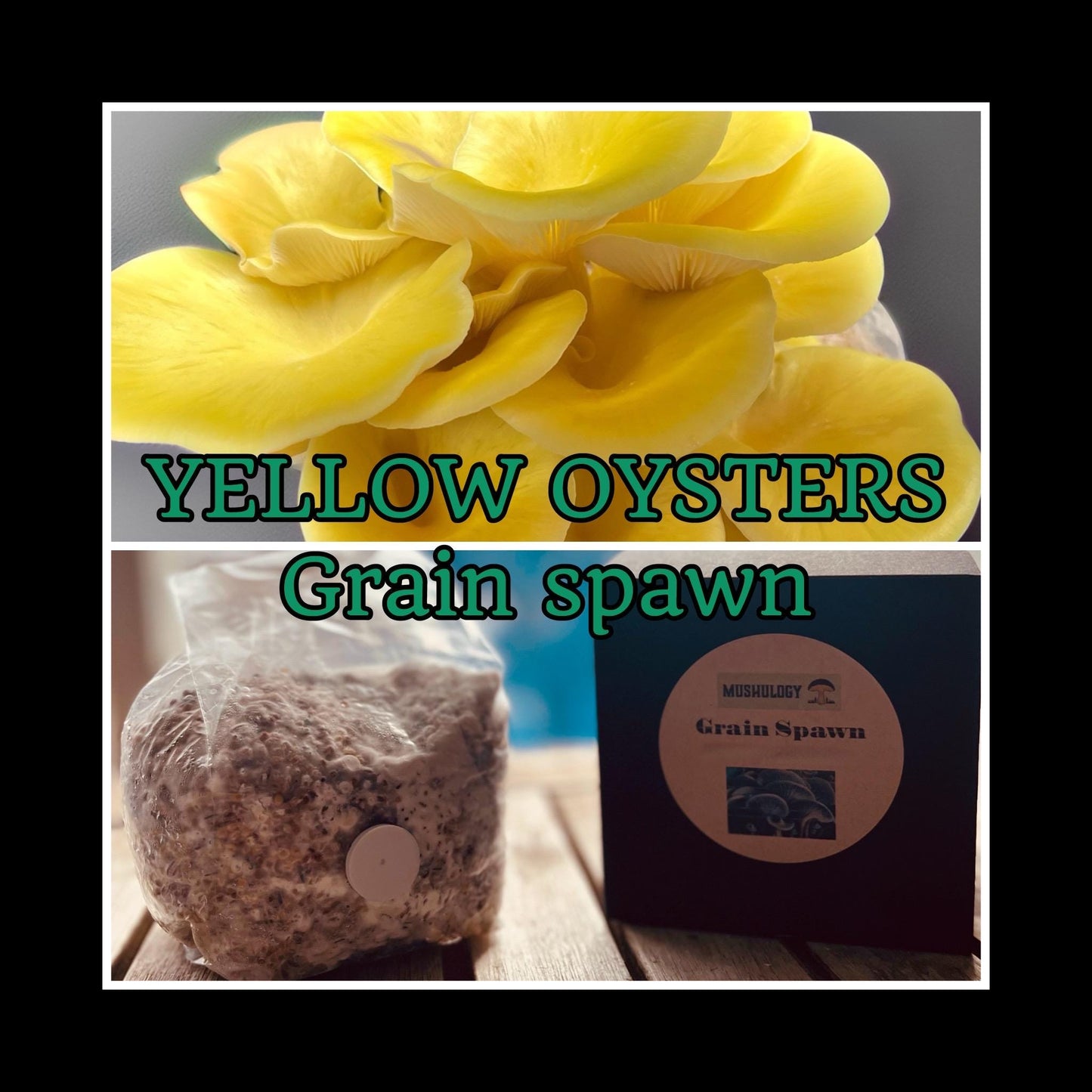 Golden Oyster Mushroom Grain Spawn – DIY Cultivation (300g)