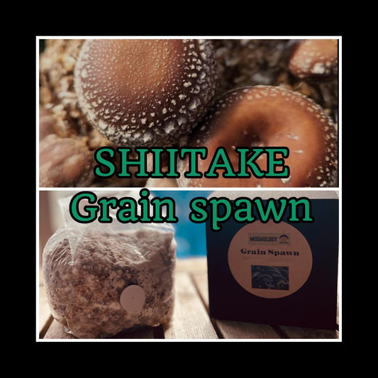 Organic Shiitake Mushroom Spawn - Ready to Grow Mushroom cultivation