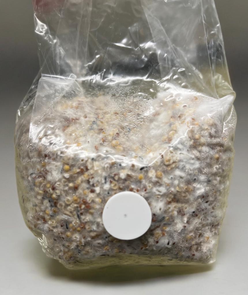 Organic White Enoki Grain Spawn for Mushroom Cultivation Easy Grow mushrooms at home