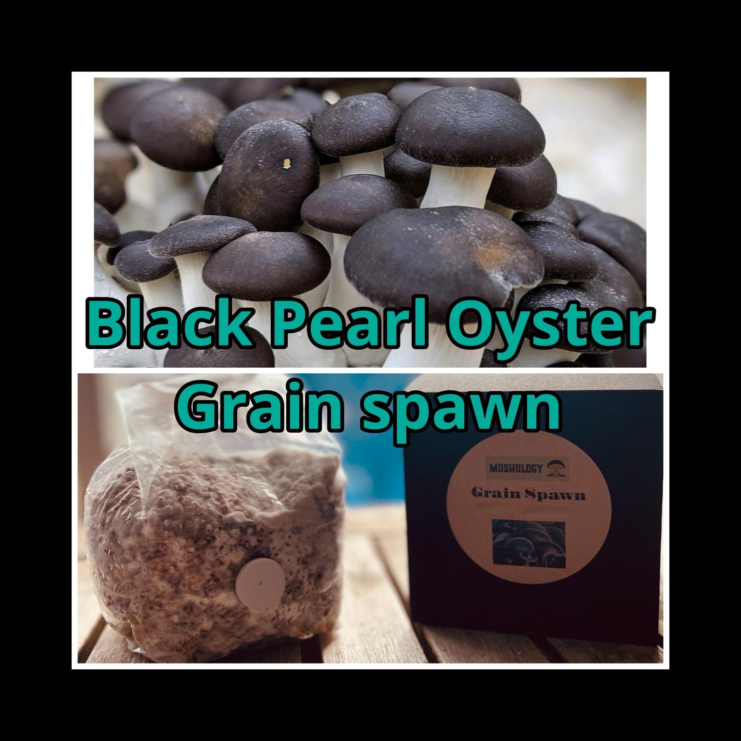 Premium Black Oyster Mushroom Grain Spawn  for Growing Mushrooms at home