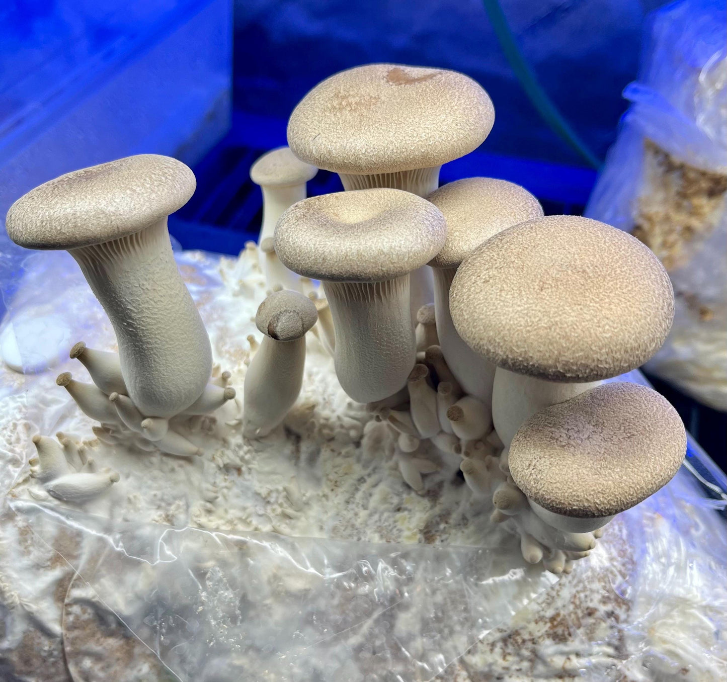 Organic King Oyster Mushroom Spawn - Ready to Grow mushroom cultivation