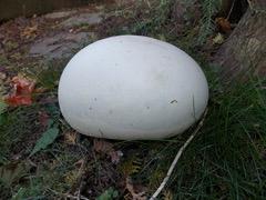 Organic Giant puffball Liquid Culture for Grain Spawn Inoculation- Grow mushrooms indoors