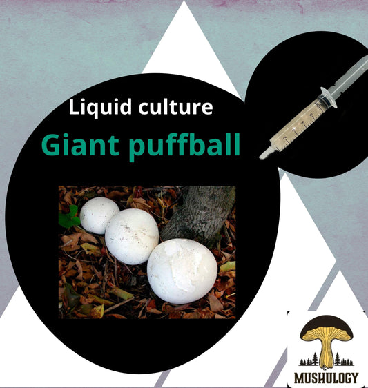 Organic Giant puffball Liquid Culture for Grain Spawn Inoculation- Grow mushrooms indoors