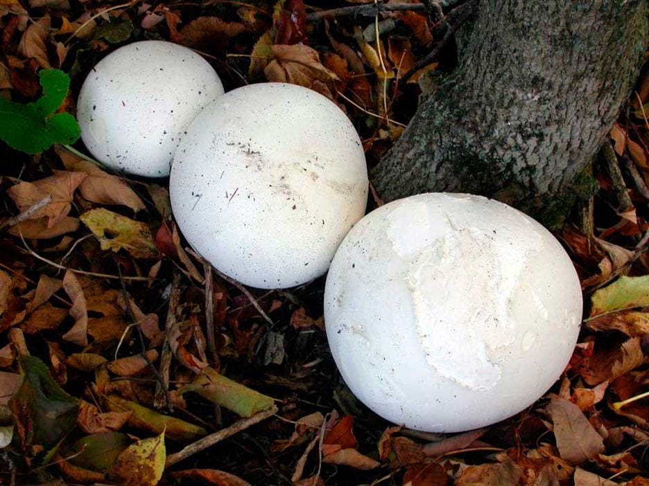 Organic Giant puffball Liquid Culture for Grain Spawn Inoculation- Grow mushrooms indoors