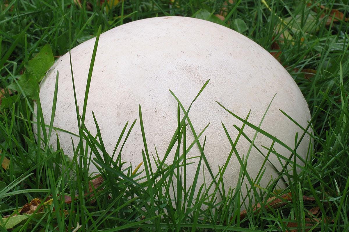 Organic Giant puffball Liquid Culture for Grain Spawn Inoculation- Grow mushrooms indoors
