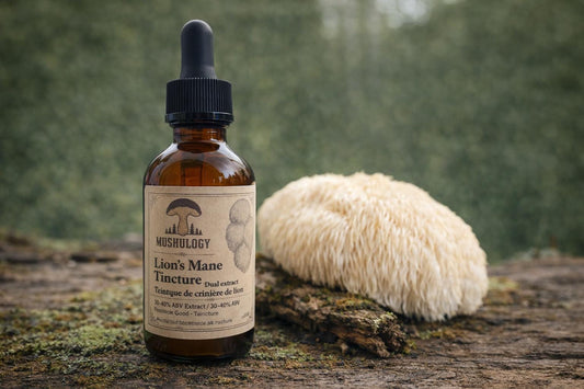Lion’s Mane Tincture Dual Extract | Cognitive Support | Focus & Clarity | Mushroom Extract | Herbal Supplement | Small Batch