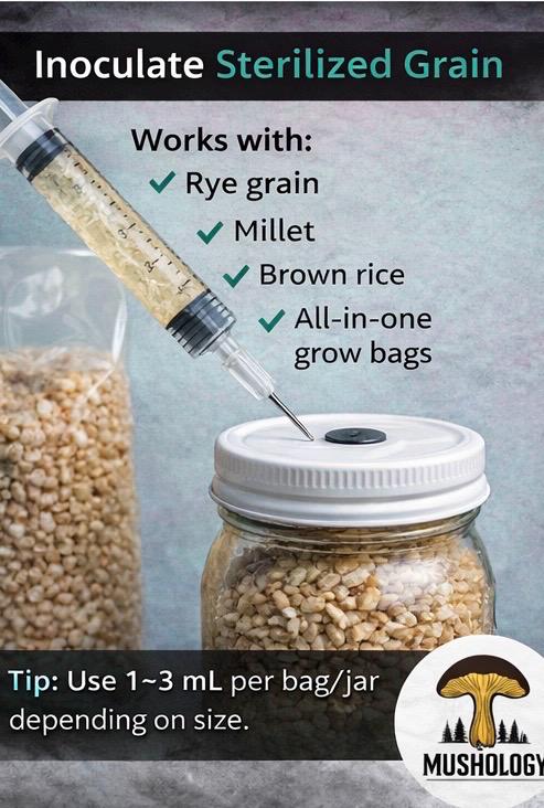 Snow White Oyster Liquid Culture Syringe (Pleurotus ostreatus)