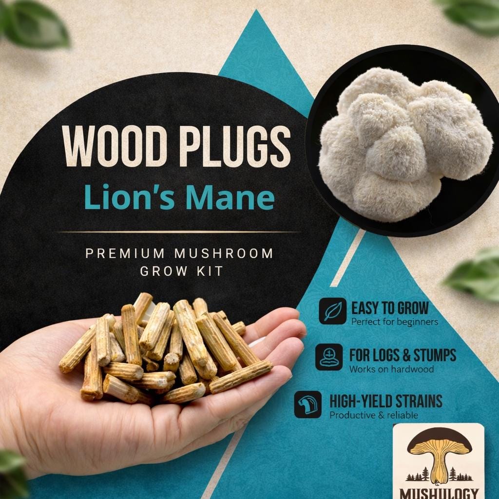 Lions Mane Wood Plugs - Mushroom Cultivation Supplies (100 Units)