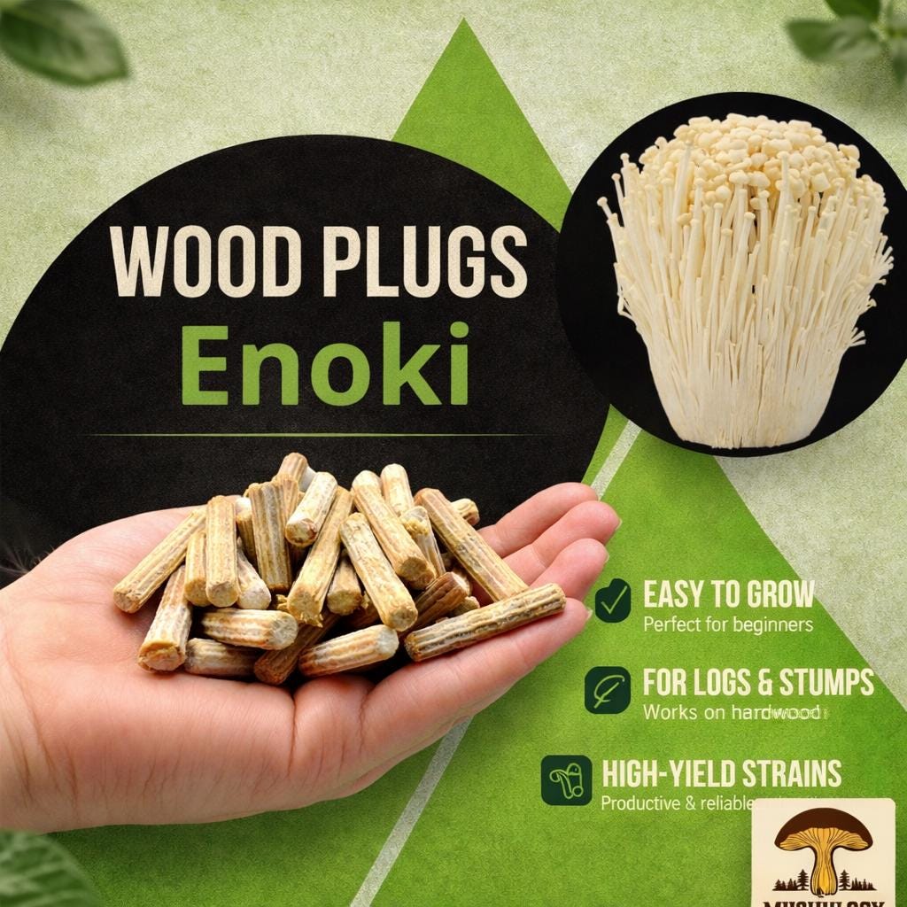 Enoki Wood Plugs - Mushroom Cultivation Supplies (100 Units)