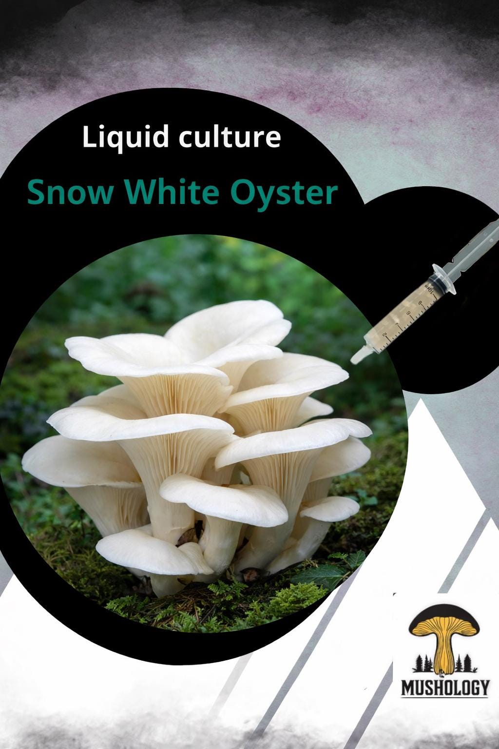 Snow White Oyster Liquid Culture Syringe (Pleurotus ostreatus)