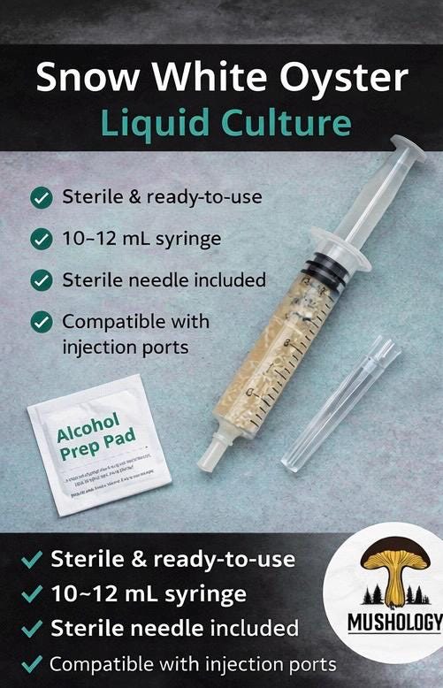 Snow White Oyster Liquid Culture Syringe (Pleurotus ostreatus)